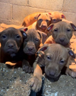 Apbt americký pitbull terier  Šteniatka – fotka 2
