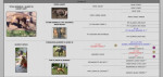 Apbt americký pitbull terier  Šteniatka – fotka 4