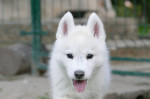 Male Siberian Husky Puppy for Sale – Your Perfect Companion! – fotka 2
