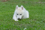 Male Siberian Husky Puppy for Sale – Your Perfect Companion! – fotka 3
