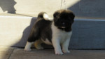 American Akita puppies – fotka 2