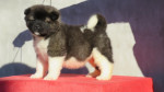 American Akita puppies – fotka 3