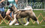 American Akita puppies – fotka 4