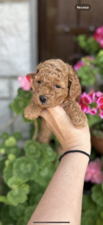 Toy Pudel a Mini Pudel Šteniatka  – fotka 4