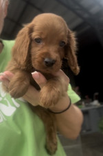 Šteniatka Cockapoo na predaj – fotka 2