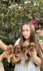 Šteniatka Cockapoo na predaj – fotka 3