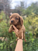 Šteniatka Cockapoo na predaj – fotka 4