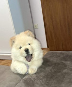 Chow chow chow chow – fotka 2