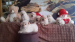 Chow chow chow chow – fotka 3