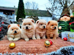 Chow chow chow chow – fotka 4