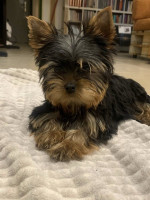 Yorkshire terriers for sale – fotka 2