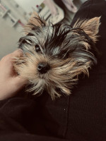 Yorkshire terriers for sale – fotka 3