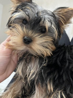 Yorkshire terriers for sale – fotka 4