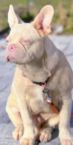 Francúzsky buldog Ružový chlapec – fotka 2