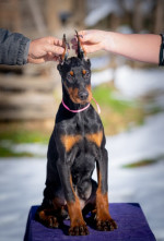 DOBERMAN PUPPY  – fotka 2