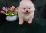 Pomeranians - Love at First view! – fotka 2