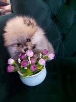 Pomeranians - Love at First view! – fotka 3
