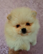 Pomeranians – fotka 2