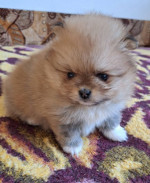 Pomeranians – fotka 3