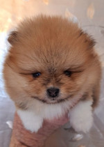 Pomeranians – fotka 4
