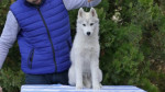Sibírsky husky – šteniatko psík – fotka 2