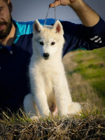 Sibírsky husky – šteniatko psík – fotka 3