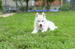 Sibírsky husky – šteniatko psík – fotka 4