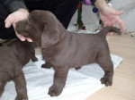 Chocolate Labrador retriever puppies – fotka 2
