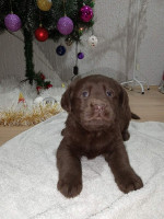 Chocolate Labrador retriever puppies – fotka 3