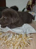 Chocolate Labrador retriever puppies – fotka 4