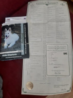 White Shepherds – fotka 3