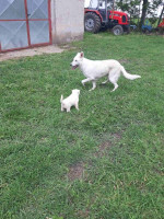 White Shepherds – fotka 4