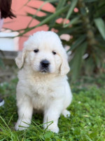 Zlatý retríver Golden retriever Šteniatka – fotka 2