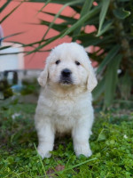 Zlatý retríver Golden retriever Šteniatka – fotka 3