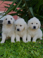 Zlatý retríver Golden retriever Šteniatka – fotka 4