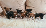 Basenji Puppies – fotka 2