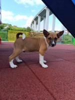 Basenji Puppies – fotka 3