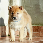 Shiba Inu Šteniatka  – fotka 2