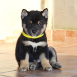 Shiba Inu Šteniatka  – fotka 3