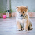 Shiba Inu Šteniatka  – fotka 4