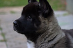 AMERICKÁ AKITA šteniatka s PP – fotka 3