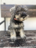 Minitaure Schnauzer – fotka 2