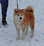 Šteniatka Japonskej Akity Inu – fotka 3