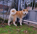 Šteniatka Japonskej Akity Inu – fotka 4