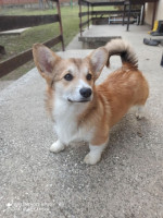 CORGI- puppies for sale. – fotka 2