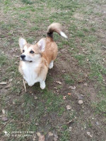 CORGI- puppies for sale. – fotka 3