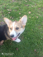 CORGI- puppies for sale. – fotka 4