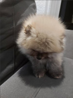 Beautiful Pomeranian puppies - Your new family member – fotka 2