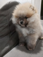 Beautiful Pomeranian puppies - Your new family member – fotka 3