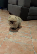 Beautiful Pomeranian puppies - Your new family member – fotka 4